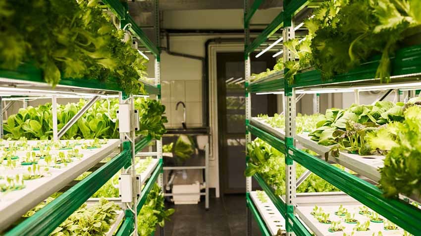 Are Indoor Hydroponic Gardens Harming Your Walls?