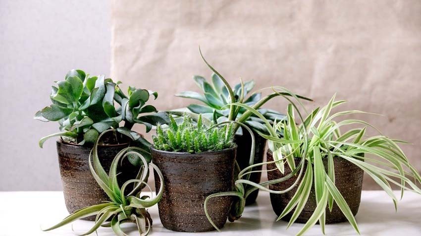 Flower Pots and Plants: A Match Made to Beautify Your Home