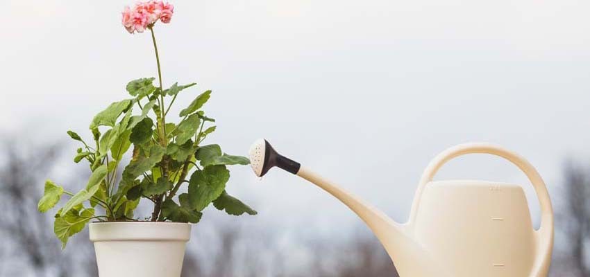 How to Keep Plants Happy While You’re on Vacation